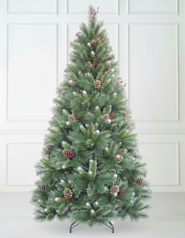 Albanian Cherry Pine Tree